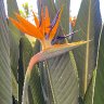 Bird of Paradise flower.