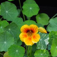 Nasturtium .jpg