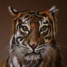Sumatran Tiger