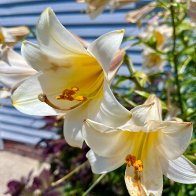 IMG_2123.jpeg