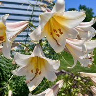 IMG_2122.jpeg