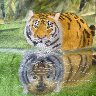 Reflectied Glory