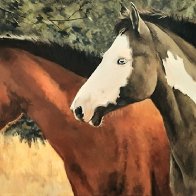 2 horses and a paddock.jpg