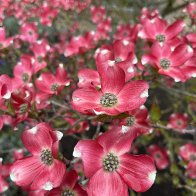 IMG_0706.jpeg
