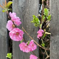 IMG_0416.jpeg
