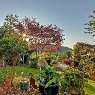garden-sunrise-20250620_064931-1920X1280.jpg