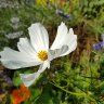 Cosmos Flower