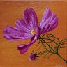 Cosmos Sensation