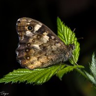 D7500_46590-Edit.jpg