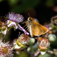 D7500_46034-Edit.jpg