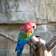 Parrot-Smaller.jpg