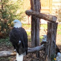 2 Bald Eagles.jpg
