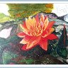 WATERLILY