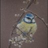 Pastel bluetit.