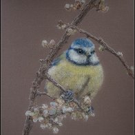 Bluetit painting halved..jpg