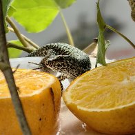 Caught Stealing Food Left For The Butterflies.jpg
