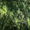 Larch And The Pond