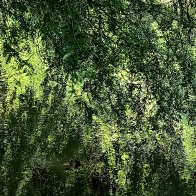 Larch And The Pond.jpg