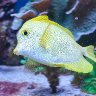 Me! Me! Me! Me! Me! Fish