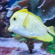 Me! Me! Me! Me! Me! Fish.jpg