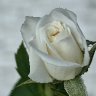Pretty In White
