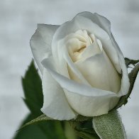 Pretty In White.jpg