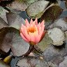 Pygmy Water-lily