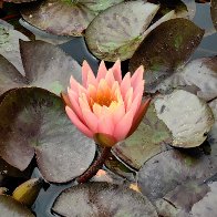 Pygmy Water-lily.jpg