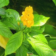 Yellow Flower.jpg