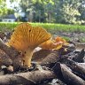 Appalachian Chanterelle