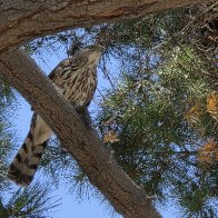 Hawk 1.jpg