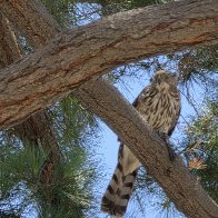 Hawk 2.jpg