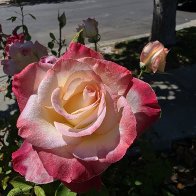 Rose red yellow pink.jpg