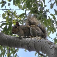 Squirrel 1.jpg
