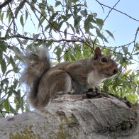 Squirrel 2.jpg