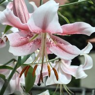Anastasias In Someone's Garden.jpg