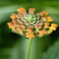 Lantana Flower Buds.jpg