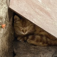 Summer Afternoon Nap.jpg