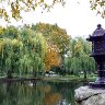 Public Garden Willows