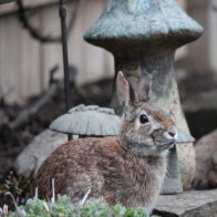rabbit.jpg