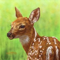 6x6-Deer-Fawn-2507-nopn.jpg