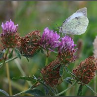 Cabbage white 5 halved..jpg