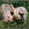 listening pigs.