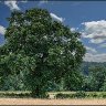 summer tree and gateway.