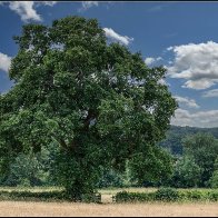 Summer tree and gateway 3.-1.jpg