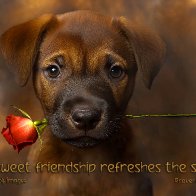 043  Proverbs 27-9 © 8bit 25%.jpg