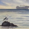 Ring-billed Gull, Kits Beach