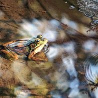 GreatFrog3031 CRPMP.jpg
