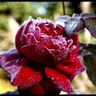 FrostyRoseFR.jpg