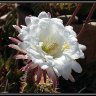 White Cactus Flower